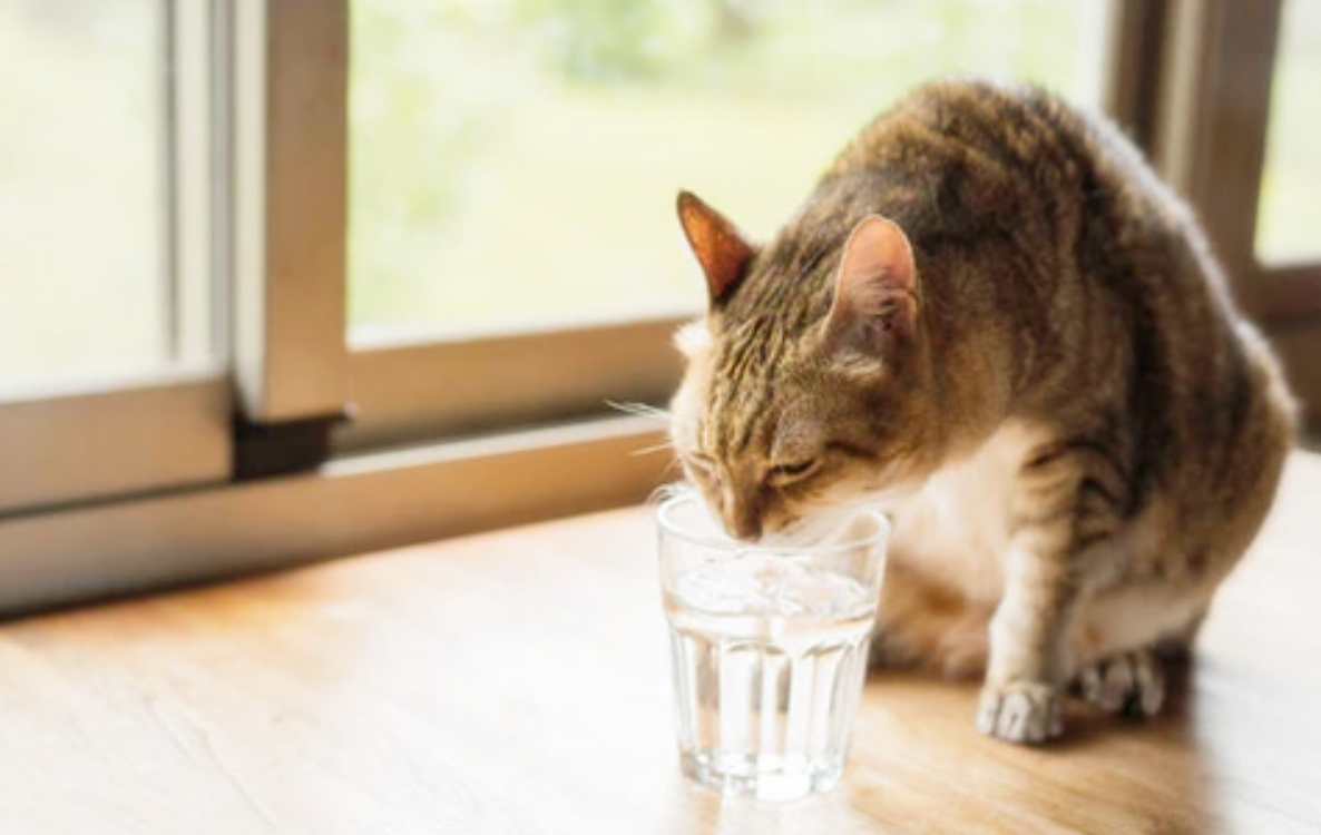 고양이 수분 섭취의 중요성과 급수 방법