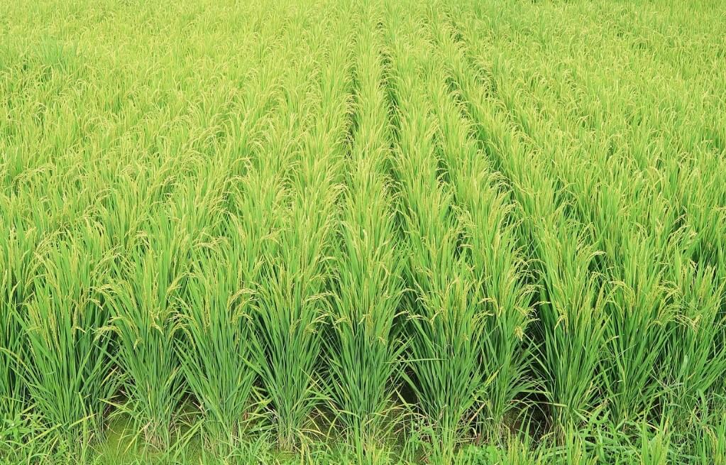 절기처서뜻-처서유래-처서속담