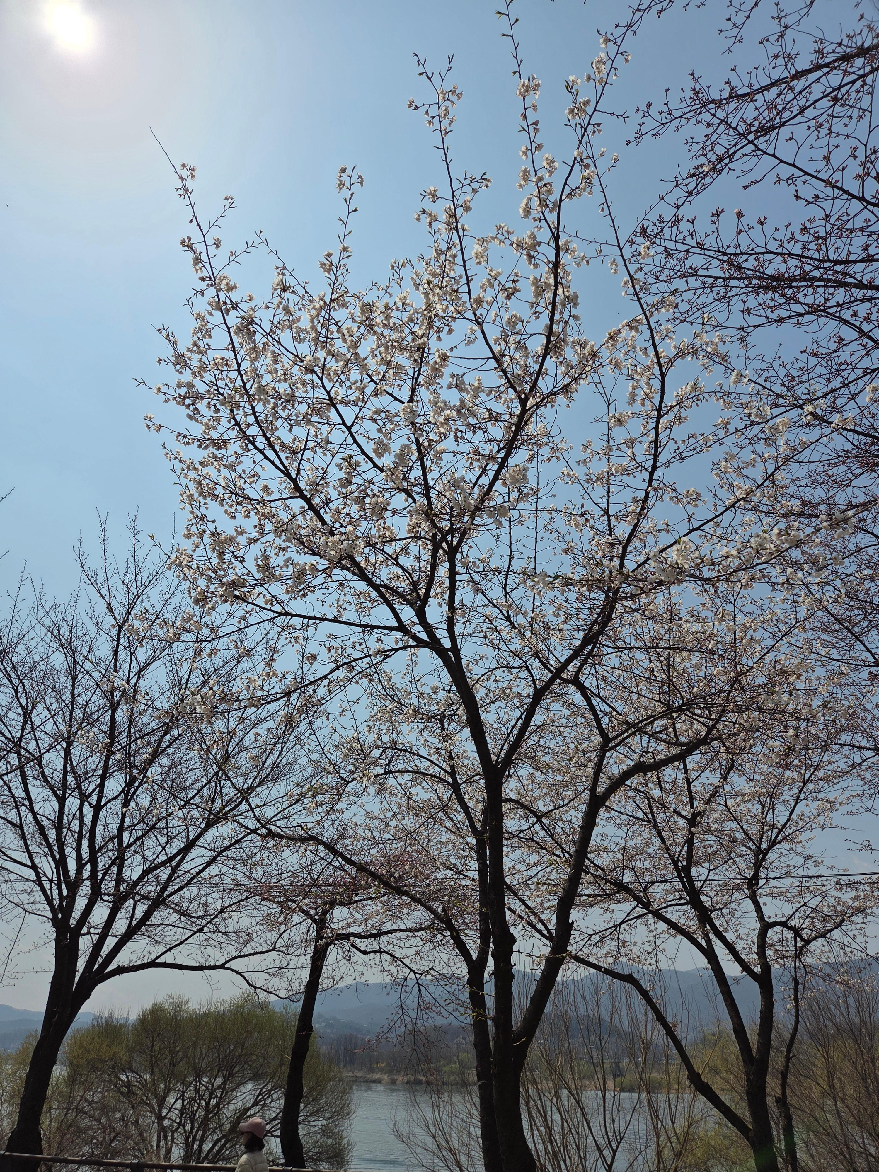 그나마 벚꽃이 제일 많이 핀 나무