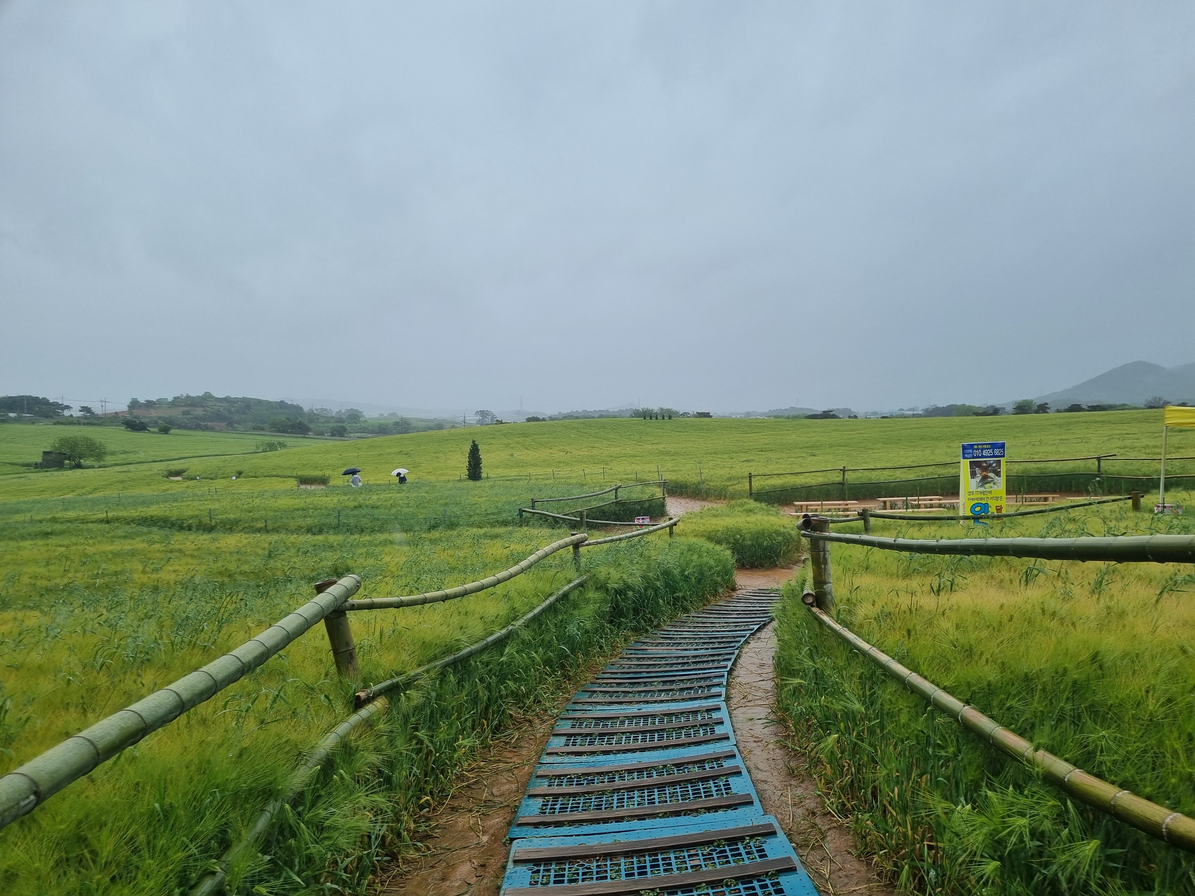 고창 청보리밭축제