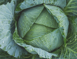 갑상선에 좋은 음식 20