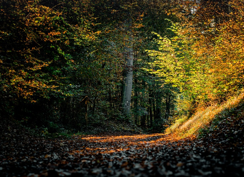 가을 산길의 모습