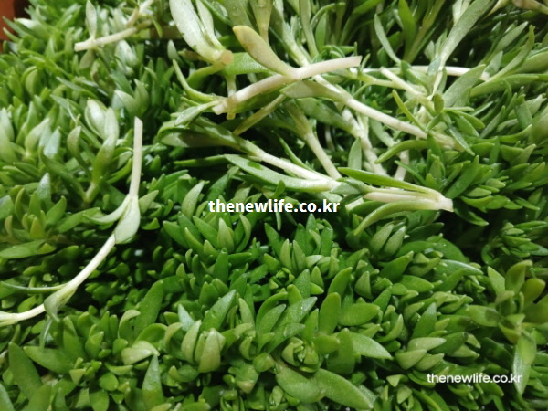 예로부터 간염과 황달 치료에 쓰여온 싱싱하고 깨끗한 돌나물 실물