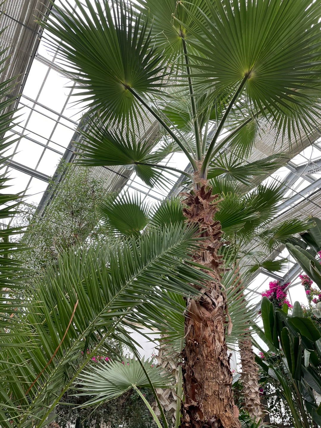 2024 신안 임자도 튤립축제