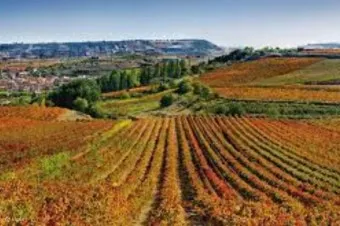 스페인 전통주 리오하 역사 지리 문화 품격 있는 술_9