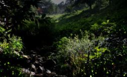 화담숲 반딧불이