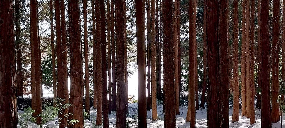 머체왓숲 편백나무 사이 어린 노루