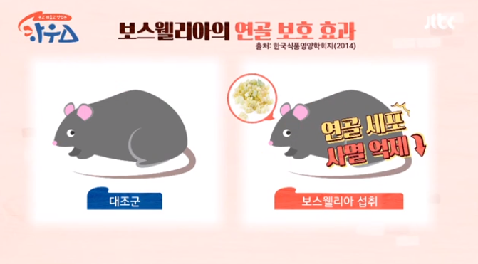 보스웰리아의 연골보호효과 실험