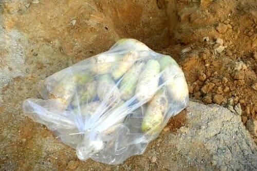 가을-김장무-땅속-움-저장방법