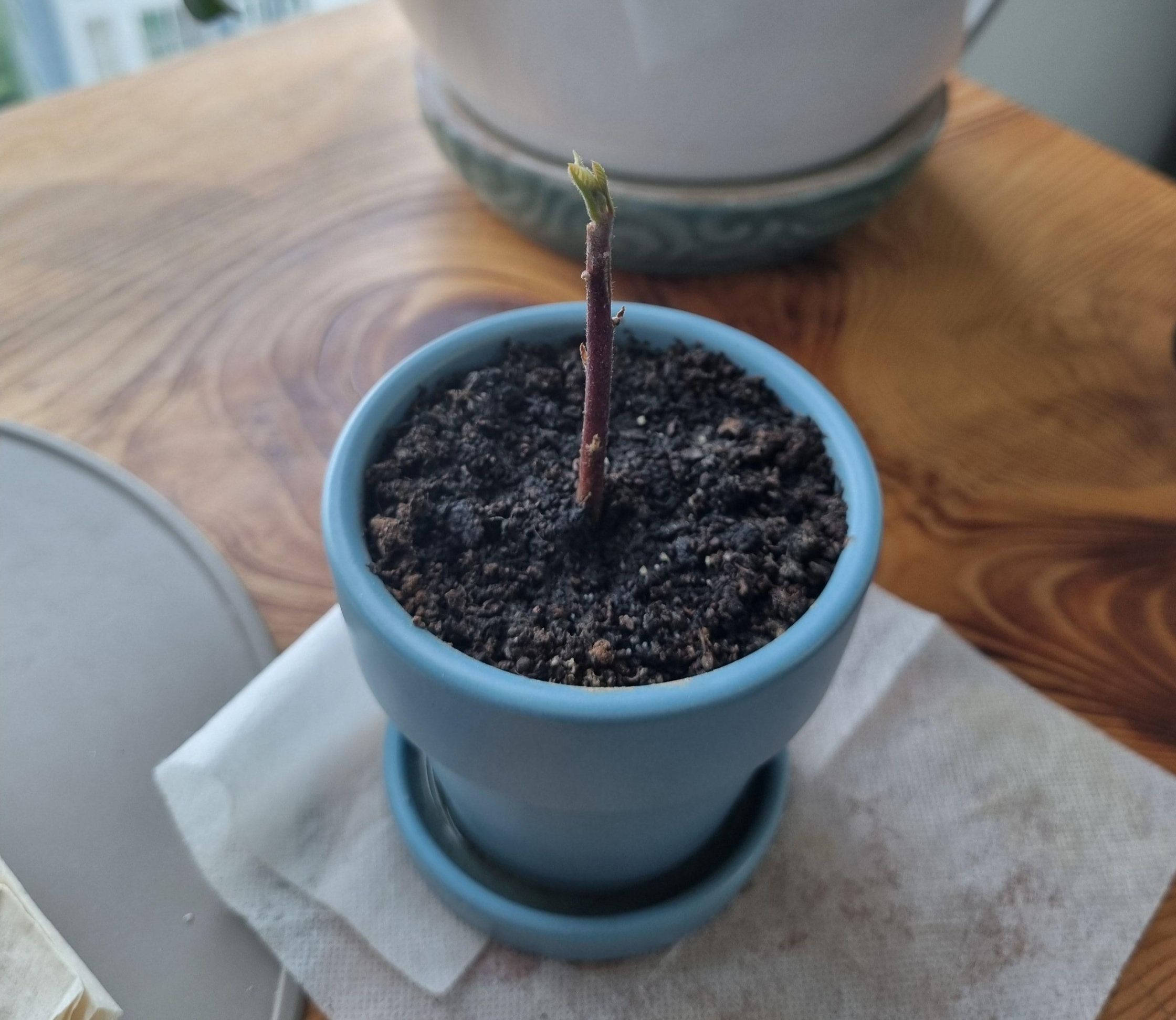 아보카도 새 잎이 나오는 모습