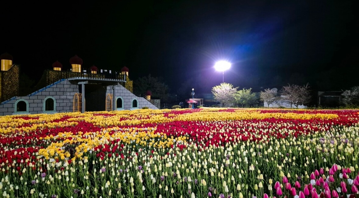 태안 튤립축제 기간