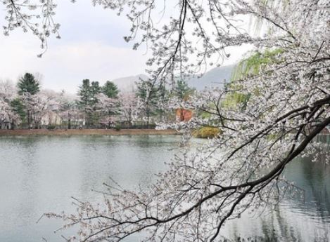 봉화 벚꽃
