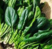 손톱 건강에 좋은 음식: 시금치