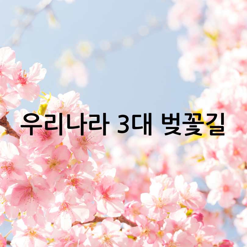 우리나라 3대 벚꽃길 총정리