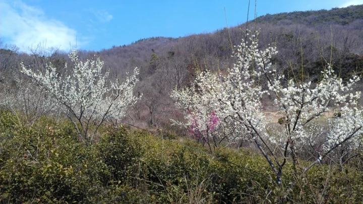 월인천강나비황차원