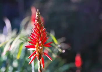 알로에 효능 및 영양성분, 주의점