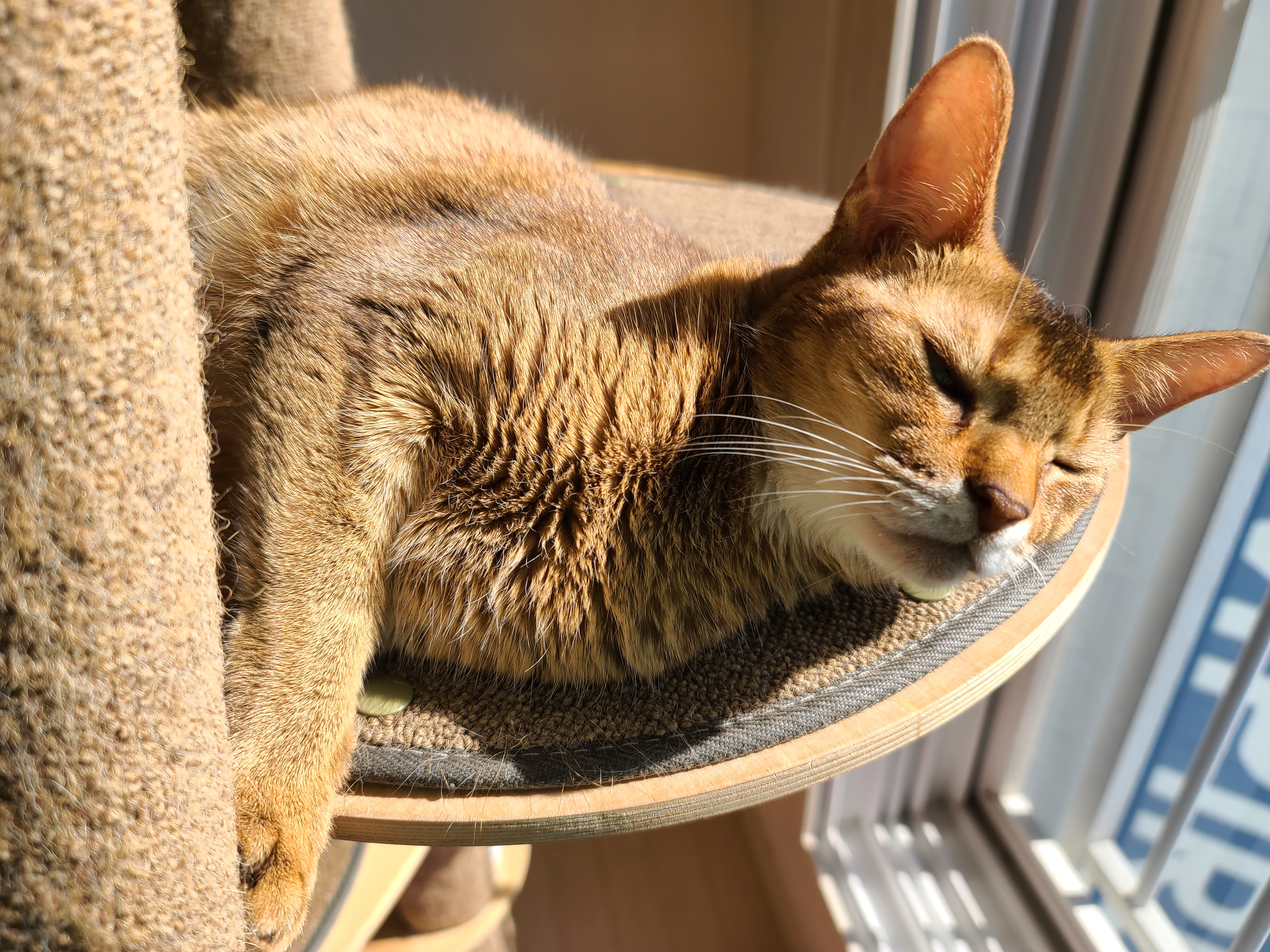 9냥이 집사의 눈뜨면 하는 일들.