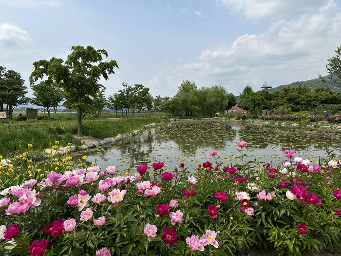 거창-창포원-5월-봄-가볼만한곳-작약