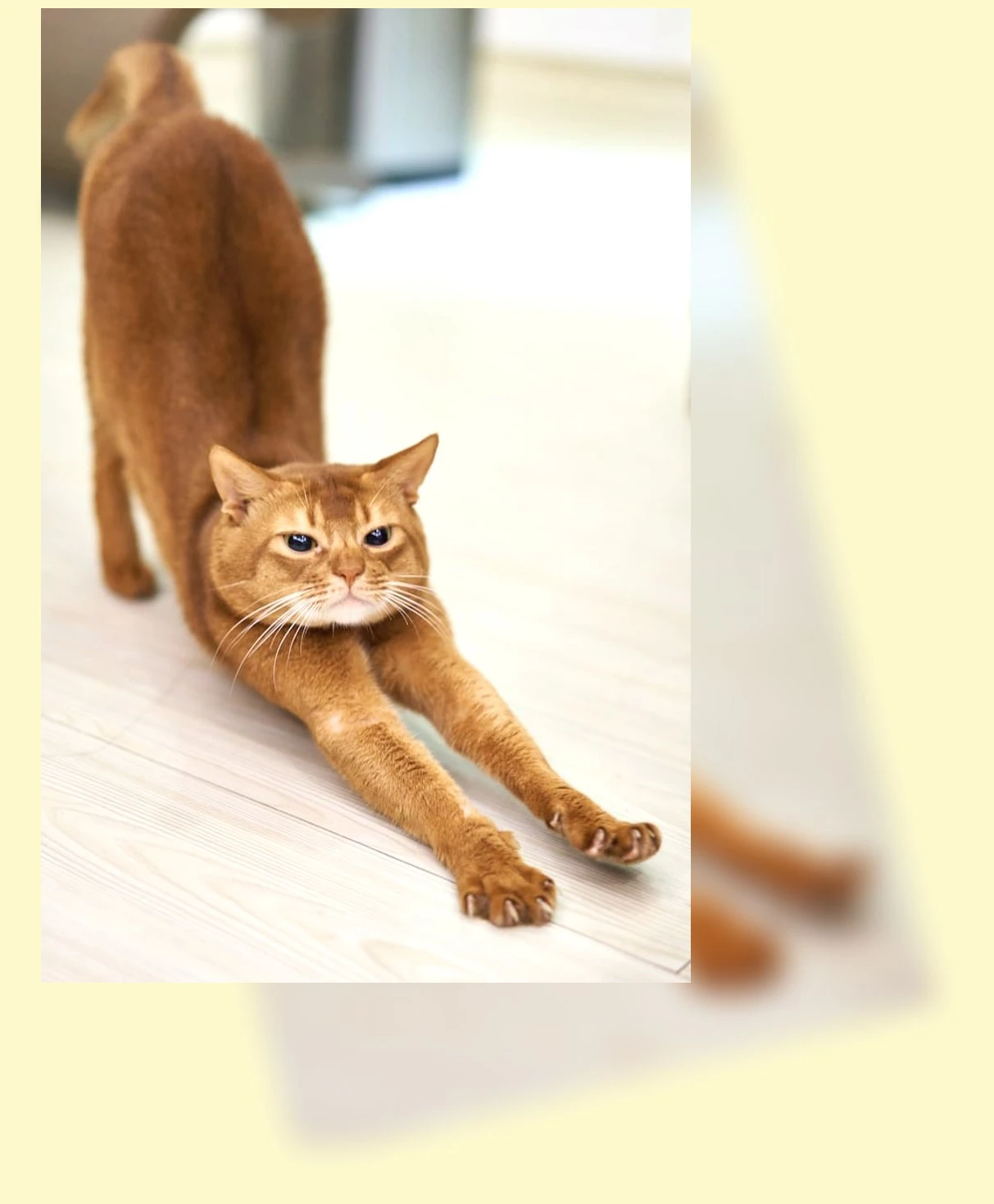 고양이 고혈압 관리_1_subsection