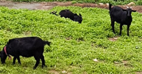 흑염소 사진입니다.