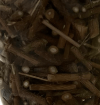 가시오갈피 부작용