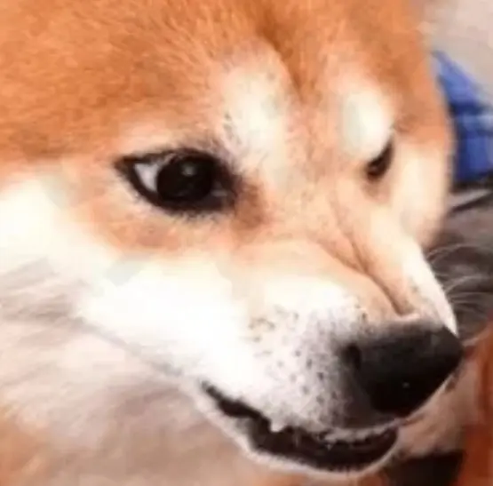 마이웨이 강아지