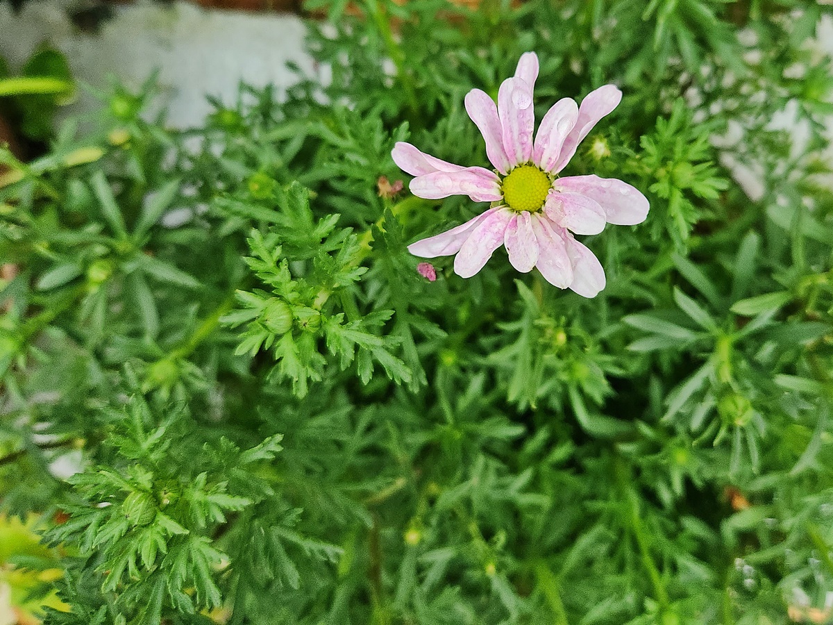 목마가렛 Maguerite Daisy