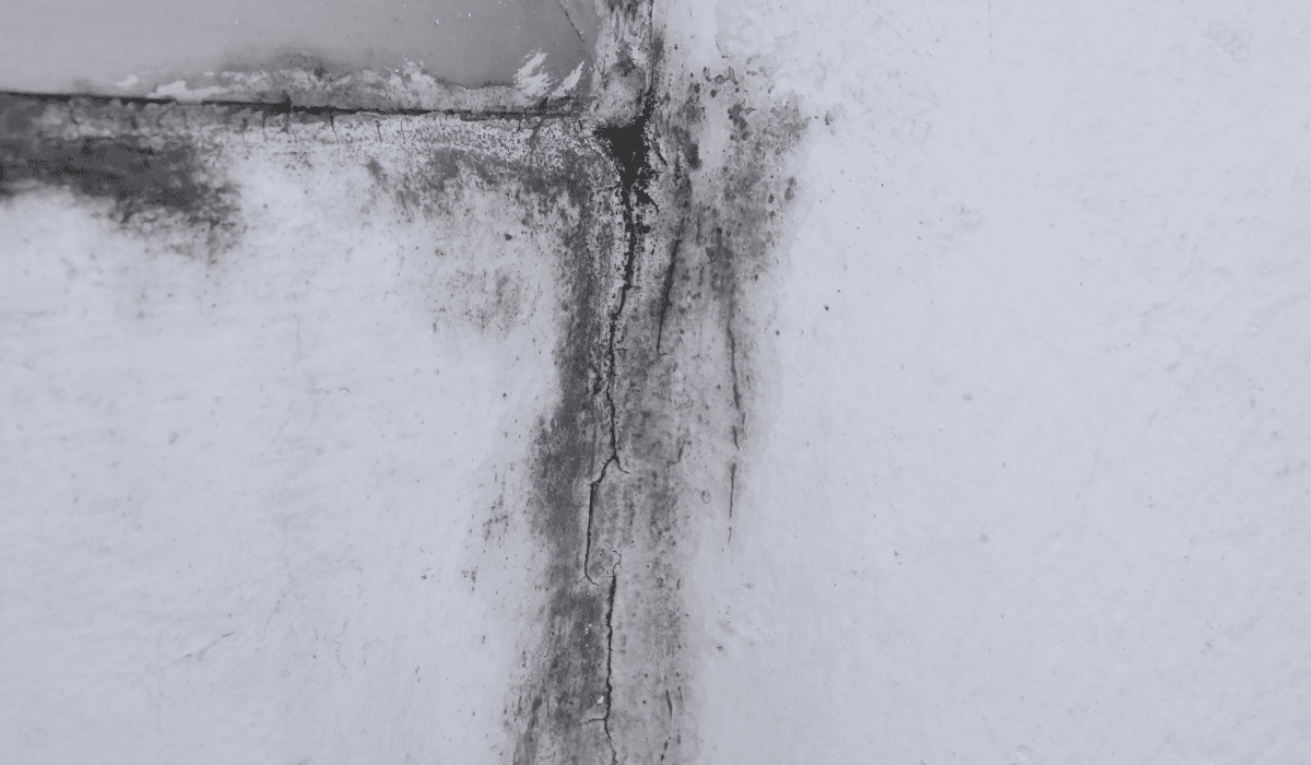 곰팡이_냄새_없애는_법_26