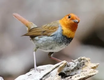 붉은가슴울새 영국 겨울 새 특징 매력 이미지_3