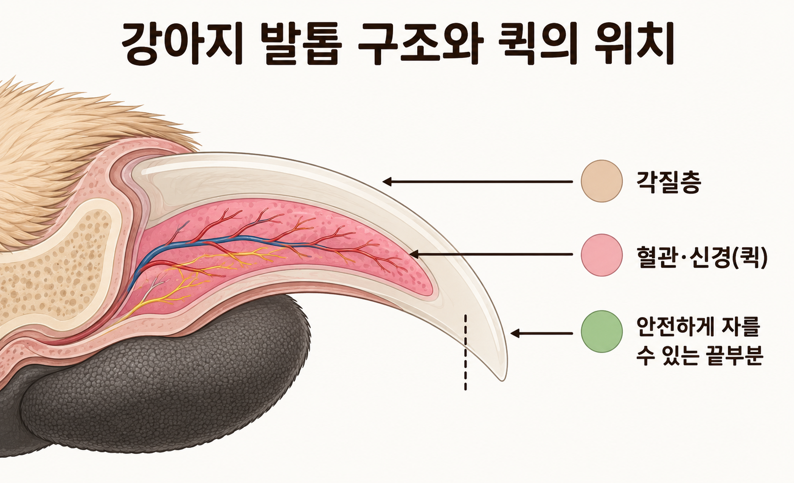 강아지 발톱의 각질층과 혈관 및 신경으로 이루어진 퀵 위치 구조도