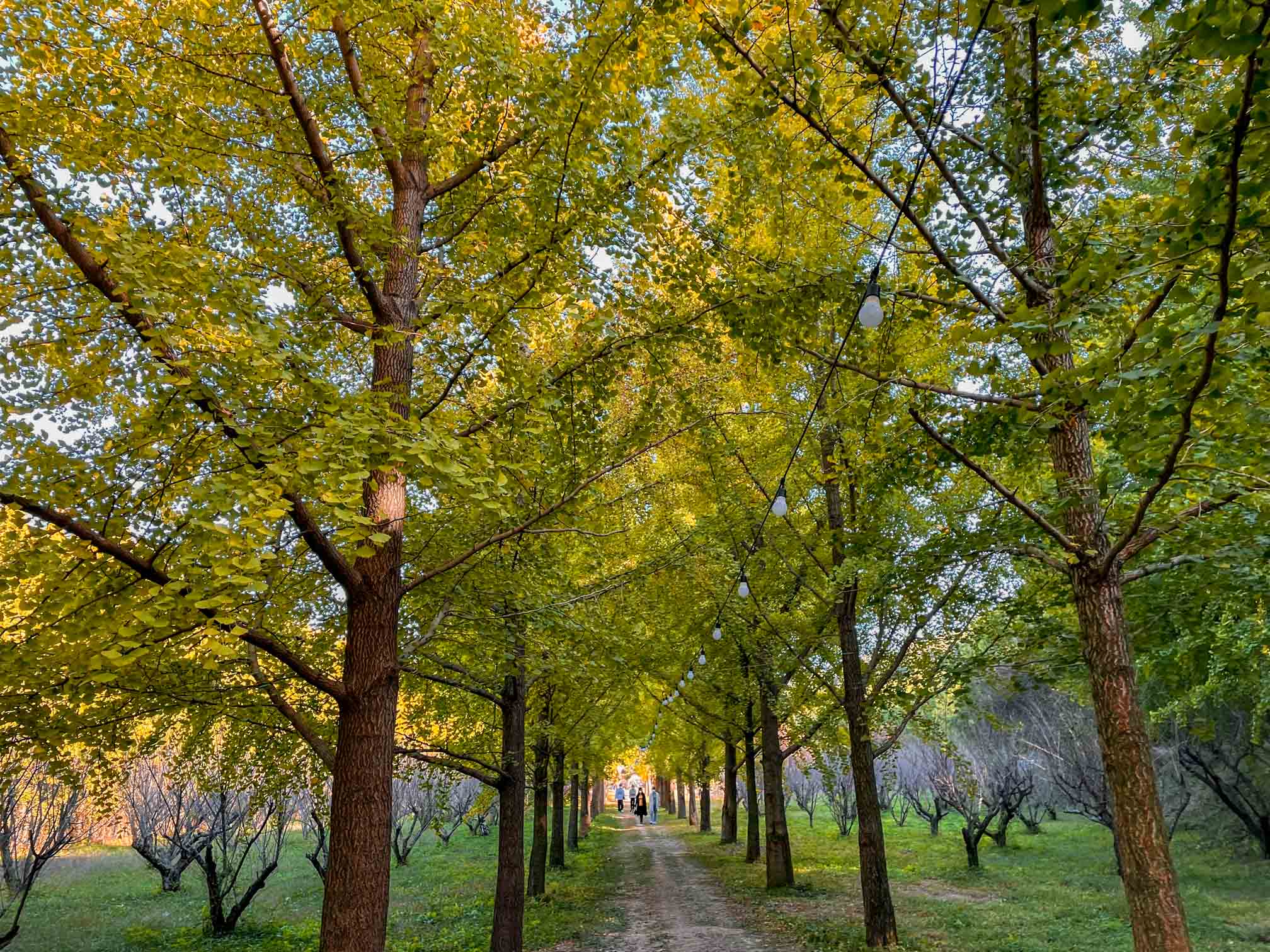 나주 남평 은행나무길