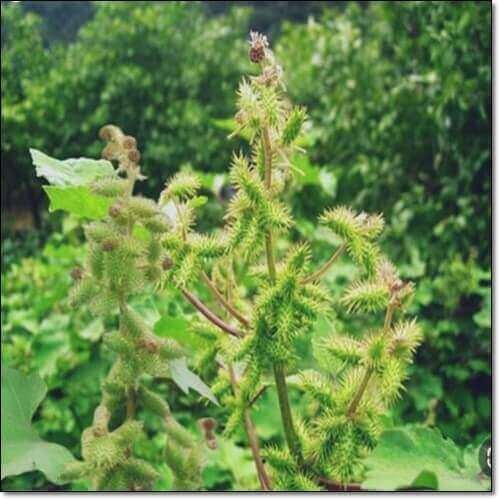 도꼬마리 효능 및 활성 성분 사용법과 주의점