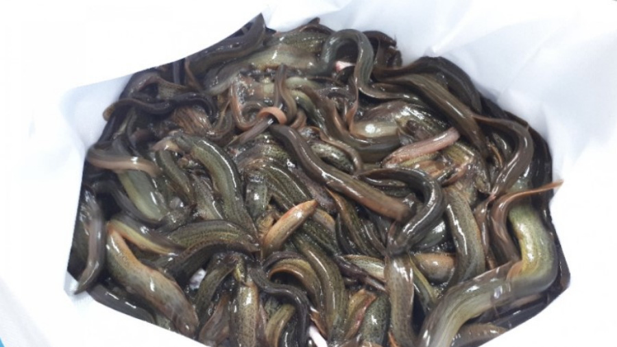 야생에서 채취를 한 미꾸라지를 하얀 봉지에 가득 담아두고 위에서 찍은 사진