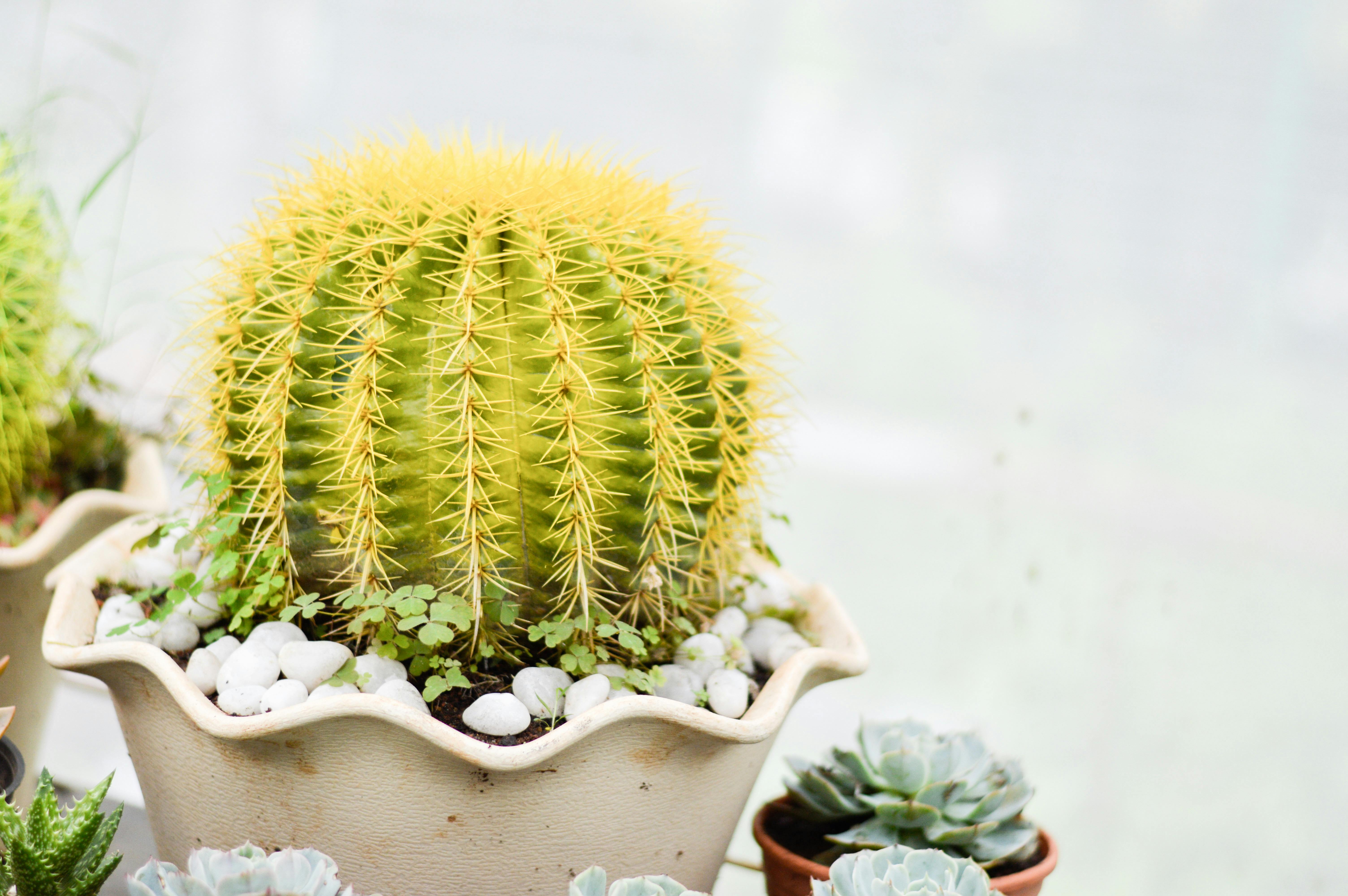 금호(黃毛, Golden Barrel Cactus)