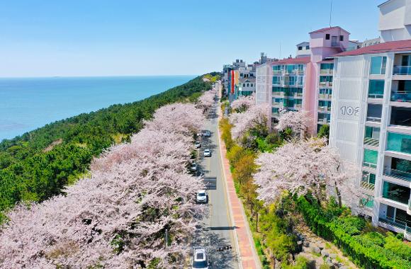 벚꽃 명소