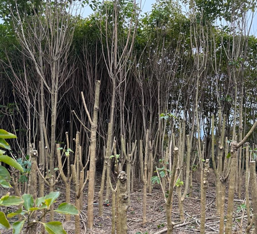 6시내고향 해남 황칠나무 묘목