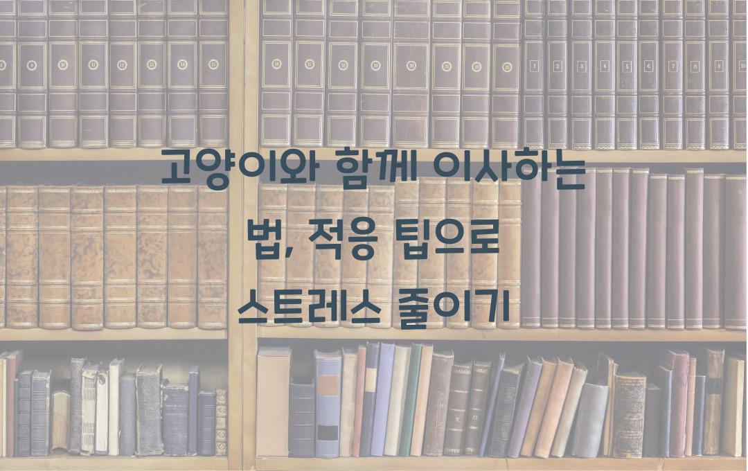 고양이와 함께 이사하는 법, 새로운 환경에 적응시키는 팁