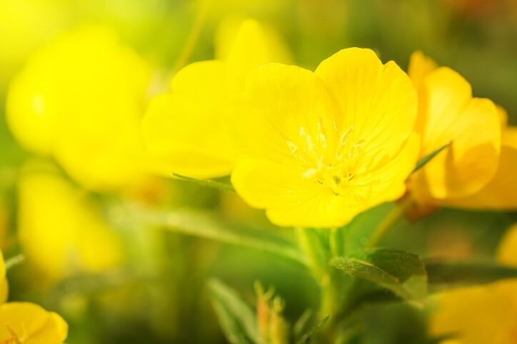 달맞이꽃 종자유