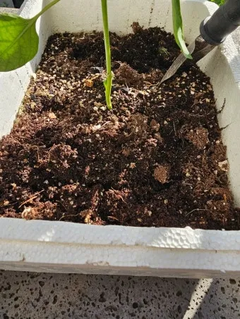 계란껍질 분말 토양개선 칼슘보충 사용요령 초보도 따라하기_13