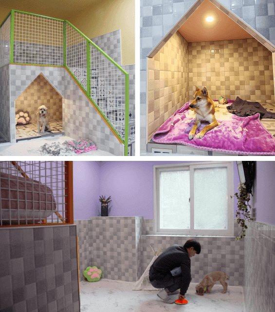 김포공항 애견센터 독독