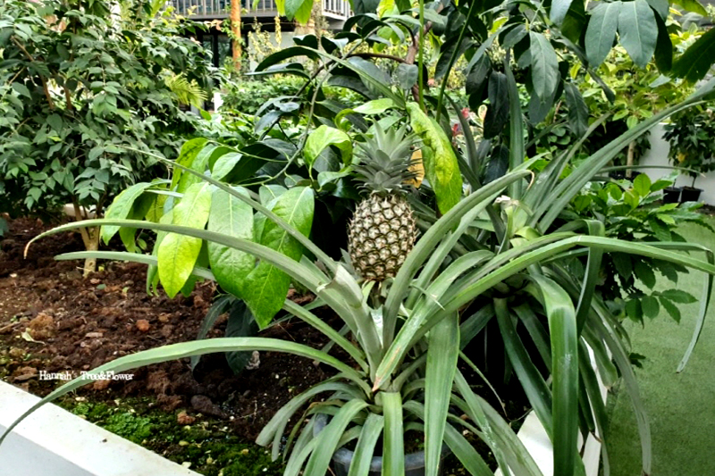 특색있고 아름다운 민간 정원 30선 추천 여행 - 25. 통영 동백커피식물원