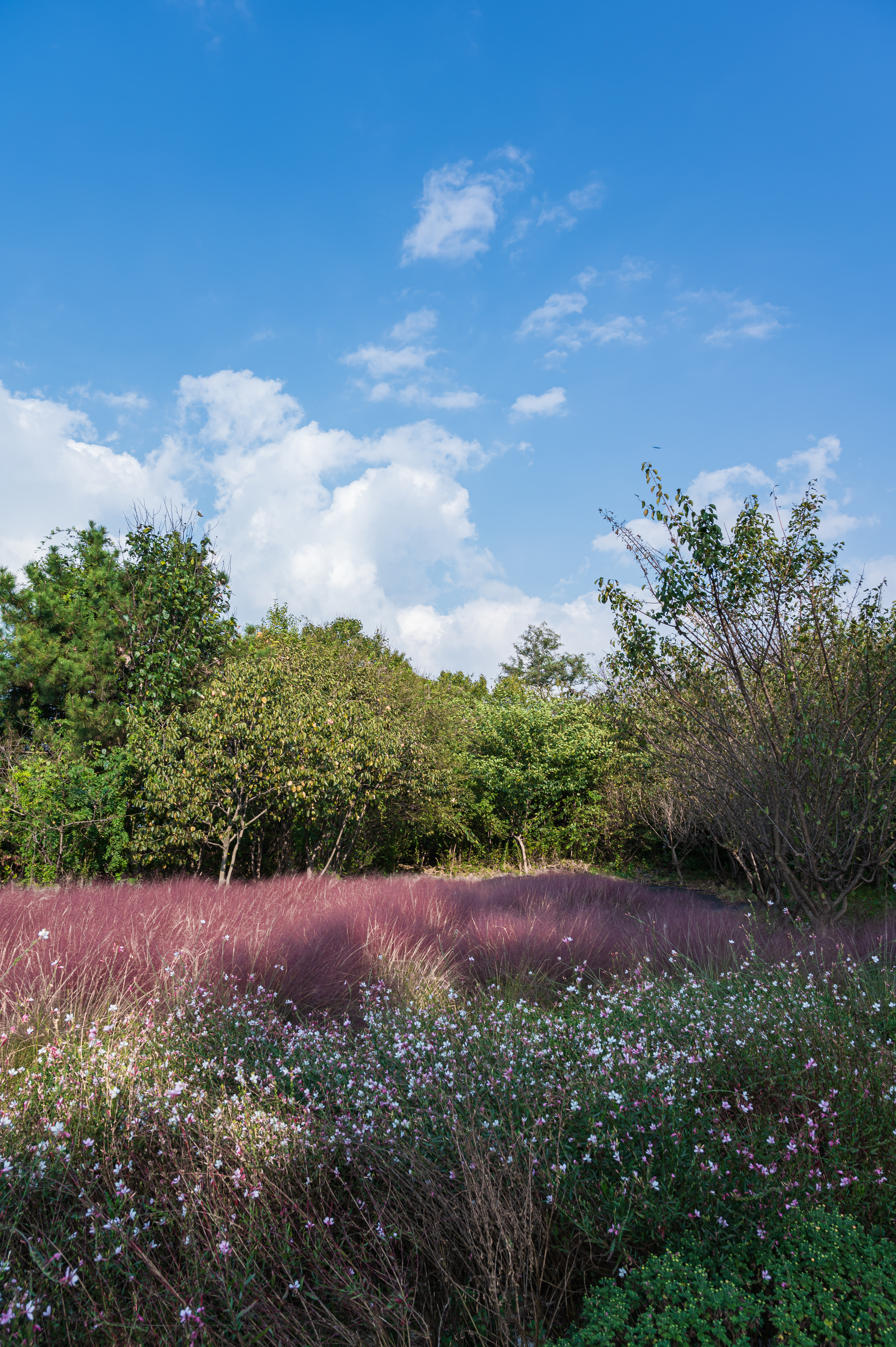 신흥 근린 공원 둘레길