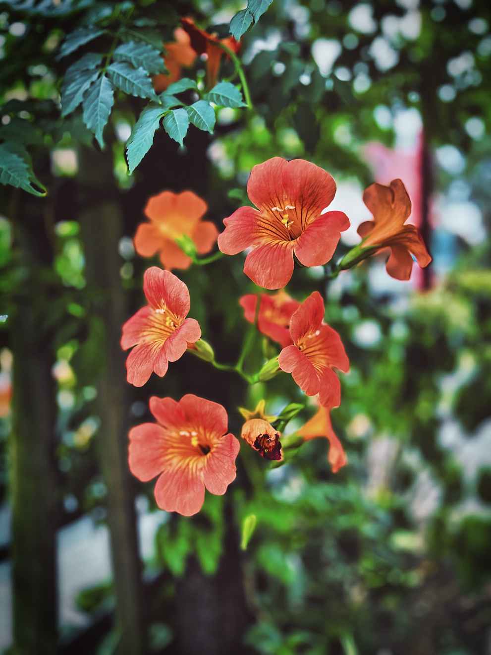 비체올린 능소화축제