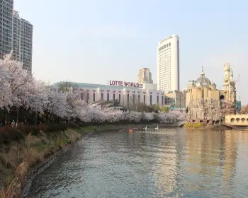 벚꽃 개화시기_18