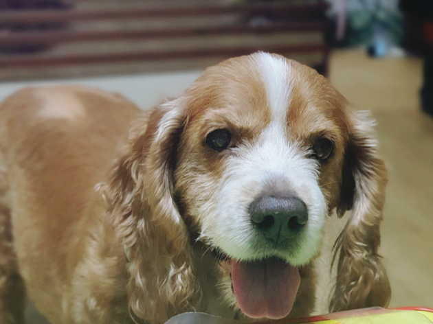 코가 촉촉한 강아지