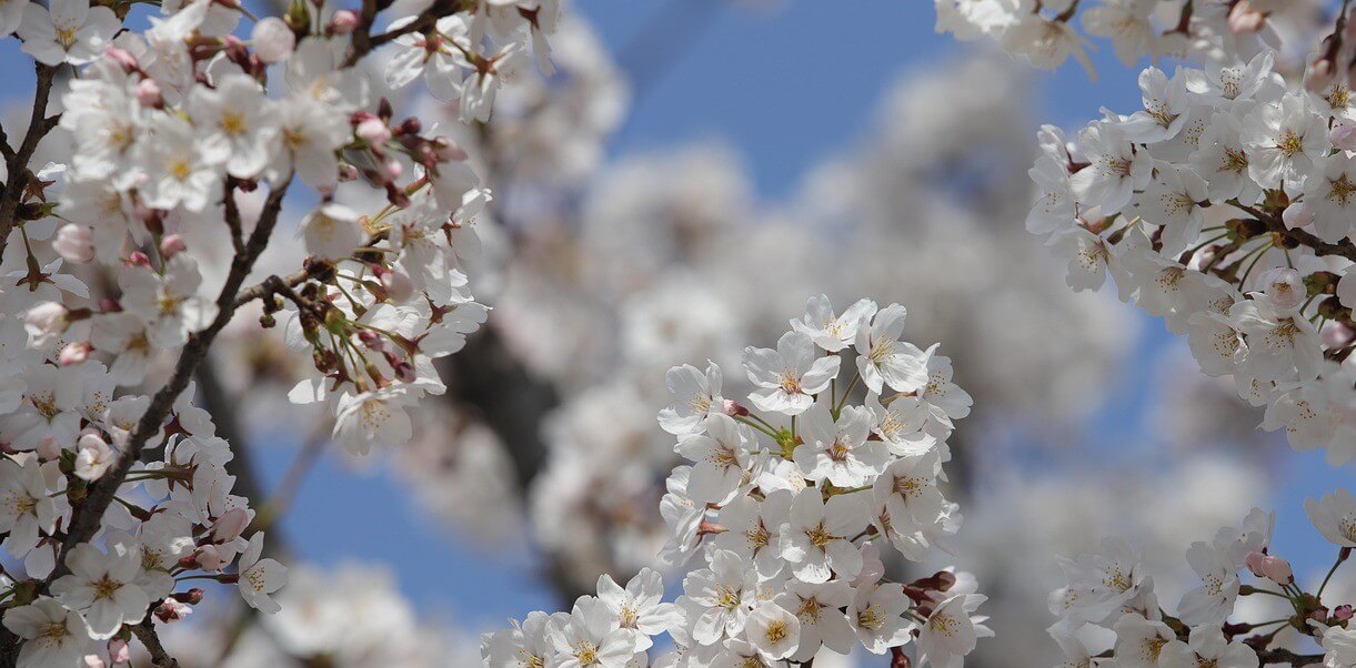 하동 쌍계사 벚꽃 축제, 놓치면 후회할 포토존 총정리