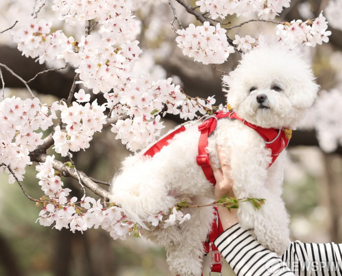 여의도 윤중로 벚꽃길에서 강아지와 산책하는 봄 풍경