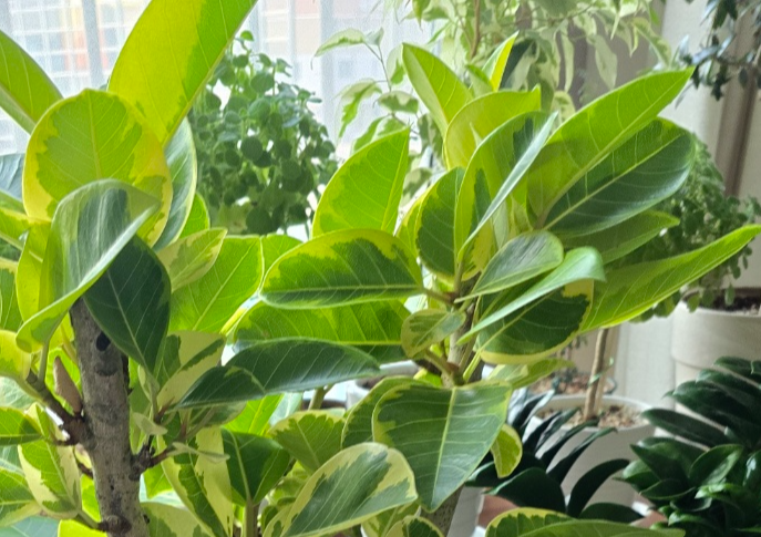 뱅갈고무나무의 잎