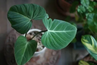 필로덴드론 물주기 지지대세우기 분갈이 비료관리 튼튼하게 키우기_10