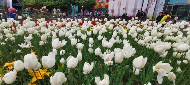 엄지공주를 튤립에서 탄생시키는 설정은 꽃의 우아함과 고귀함을 주인공에게 투영하는 역할을 한다.